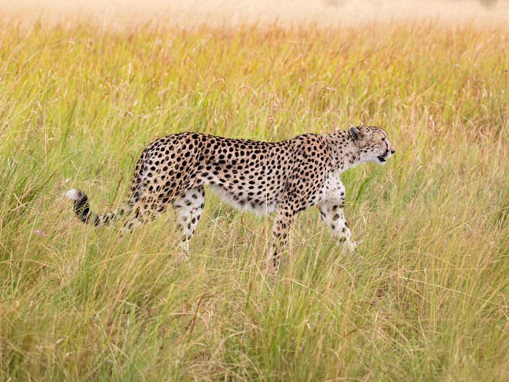Botswana 2016