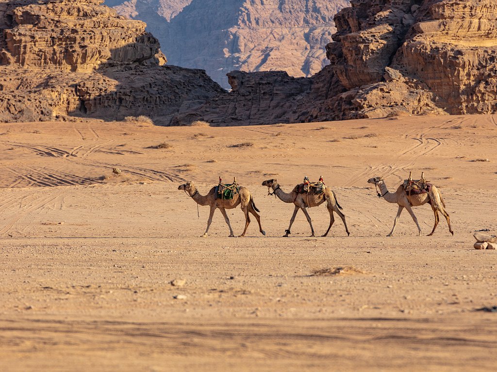 Wadi Rum 2019 Oct