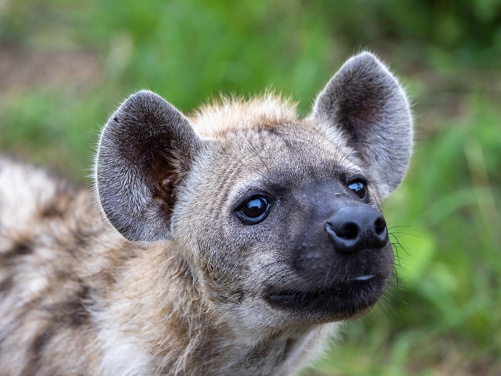 Other animals