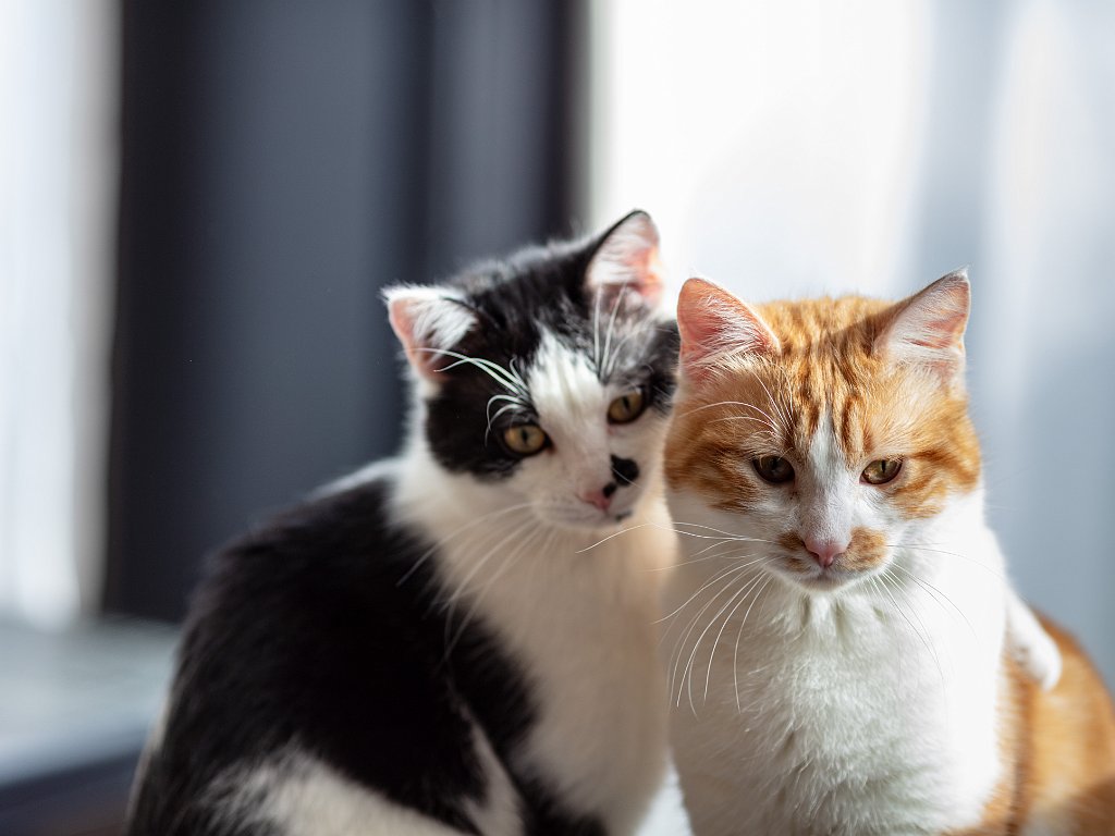 Our cats