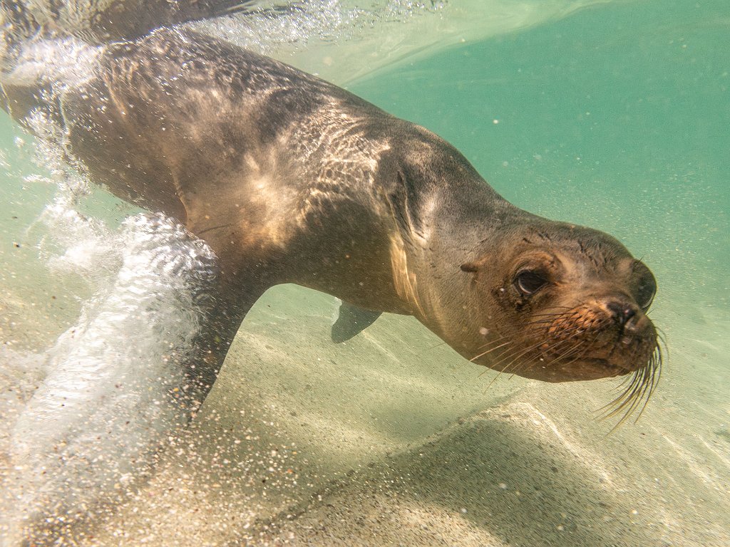 Galapagos - Underwater 2023 May